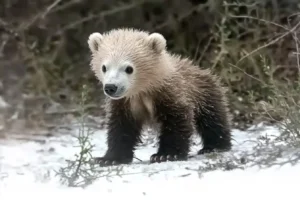 polar bears cub​