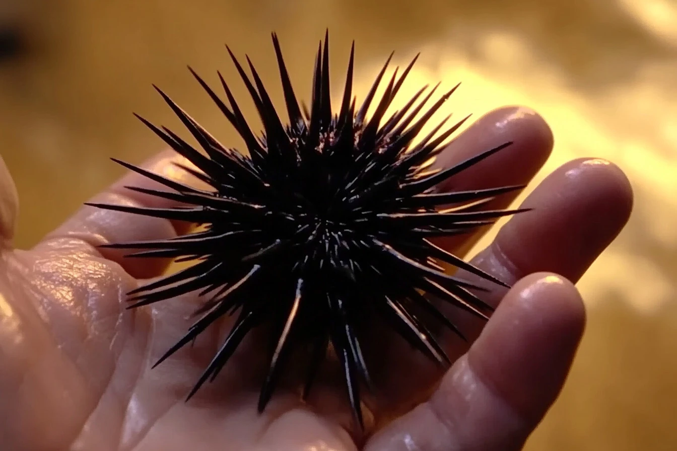 ocean's most unique residents