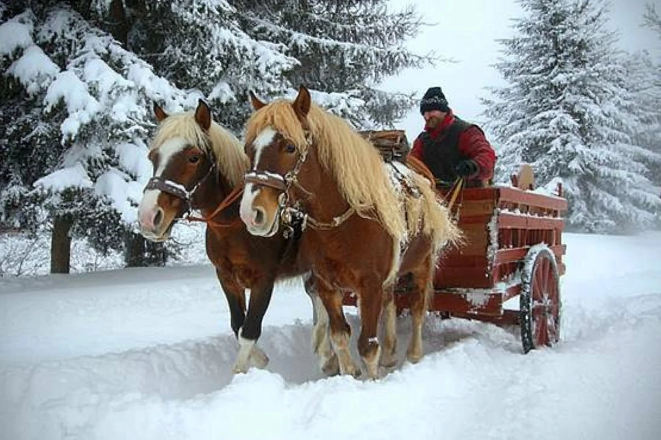 Origins of Scottish Dray Horses