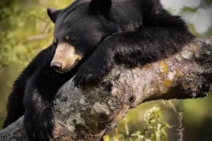 grizzly bear vs black bear​
