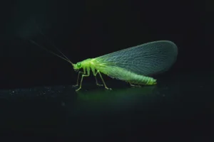 tiny green insect​