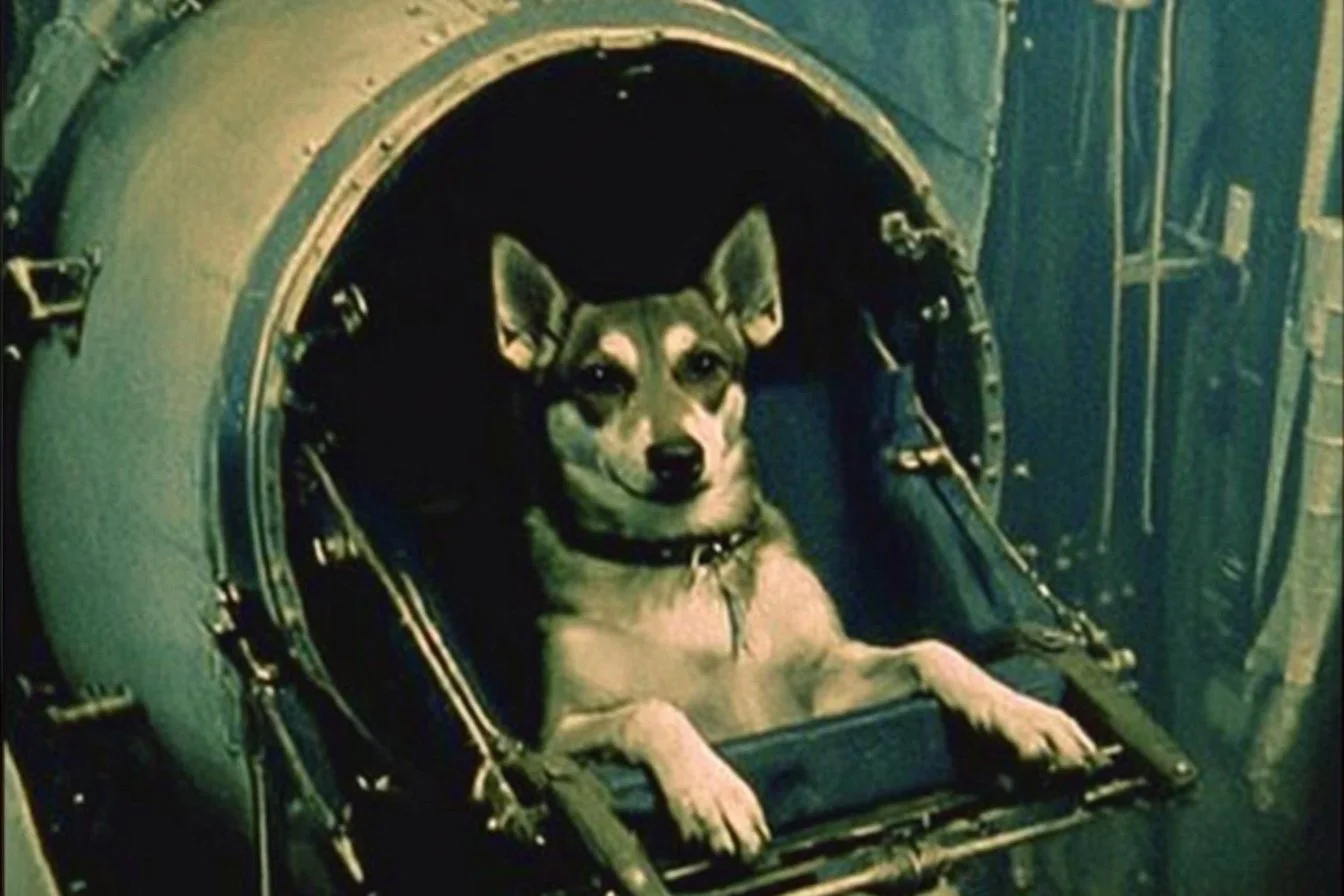 laika dog dead body​