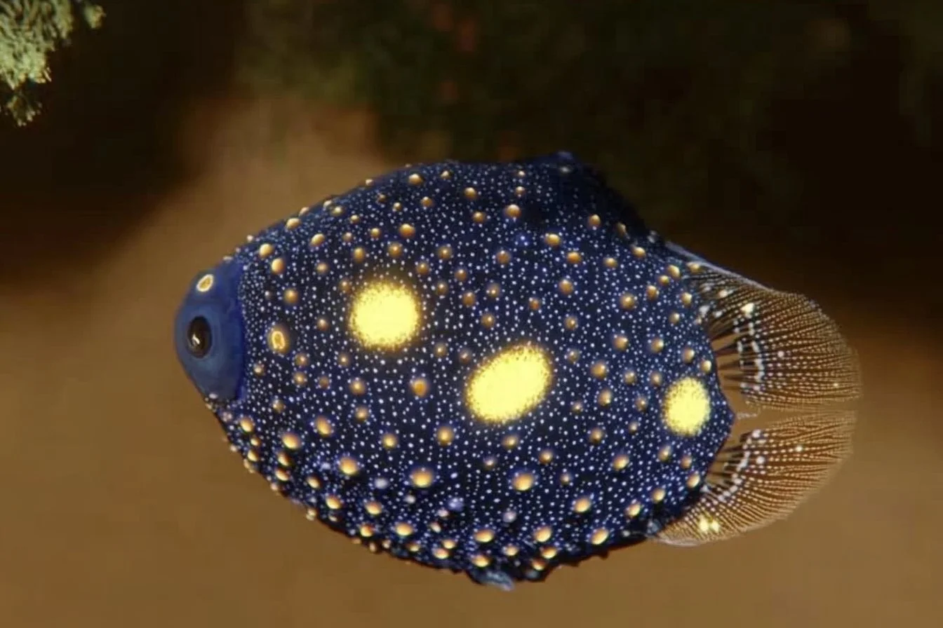 starry puffer​